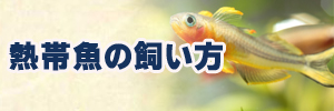 熱帯魚の飼い方